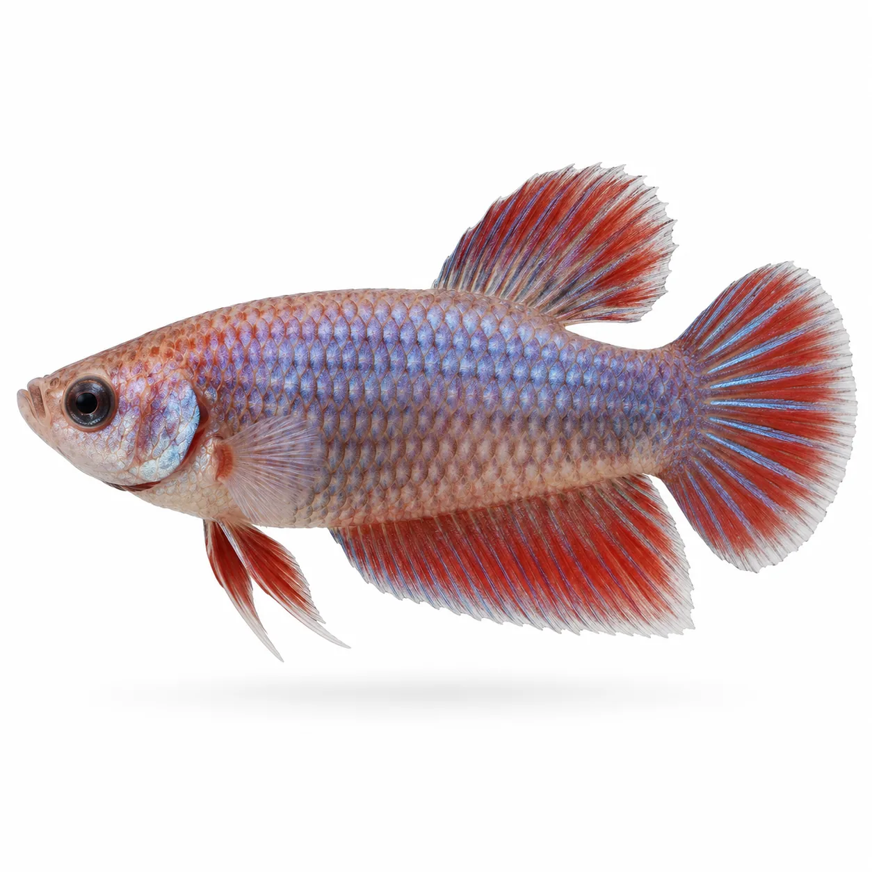 Betta Fêmea