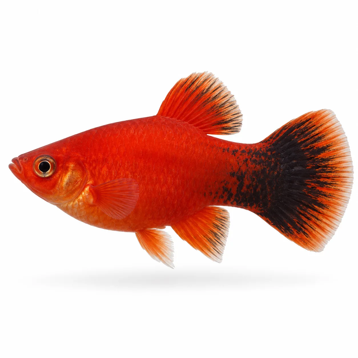 Platy Rubin Seta Pincel