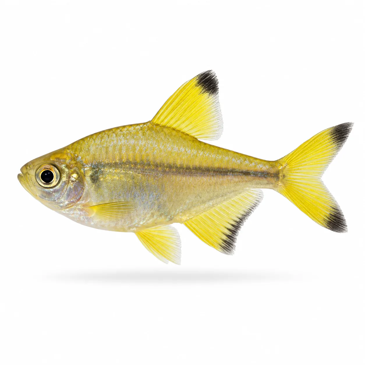 Tetra Limão
